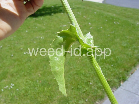 milkthistle, blessed